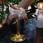 Ocean Conch Wine Glass