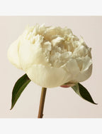 BURBERRY London Eau de Parfum