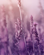 Natural Body Care Gift Set “Enchanting Lavender”